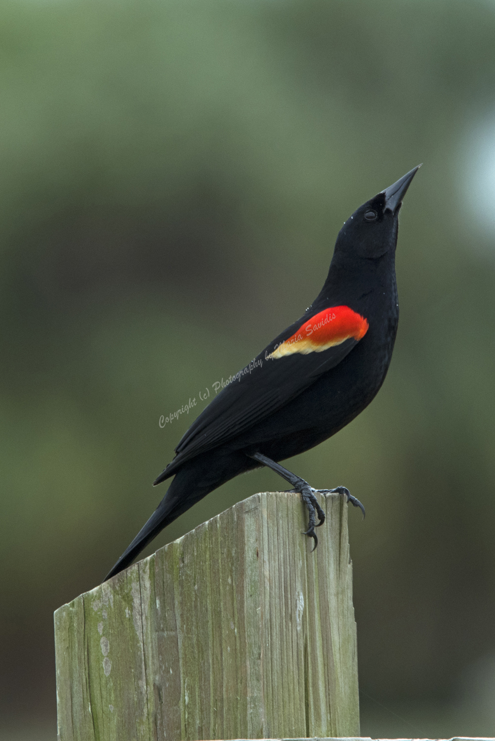 Male Red-Winged Blackbird, Jupiter, FL 2018
