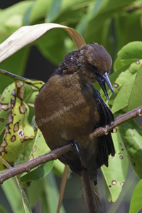 John Prince Park, Lake Worth, Florida, 2018-8ds-9552, Female Boat-tailed Grackle