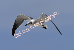 Sanibel Island, Florida 2018-8ds-9883, Laughing Gull