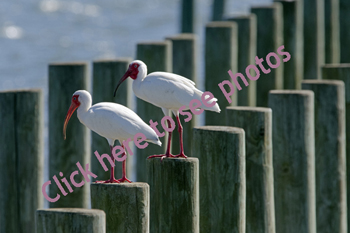 Click here to see photos from the White Ibis collection