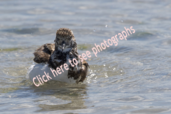 Sebastian, Florida DSC-2199, Ruddy Turnstone