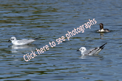 Sebastian, Florida 2018-DSC-2618, Bonaparte's Gull and Merganser