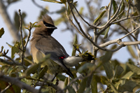 Sebastian, FL 2018-DSC-2376, Cedar Waxwing