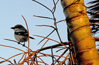 Sebastian, FL 2018-DSC-2456, Loggerhead Shrike