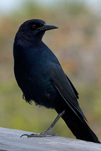 Sebastian, FL 2018-DSC-2639, Boat-tailed Grackle