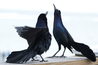 Sebastian, FL 2018-DSC-2654, Boat-tailed Grackle