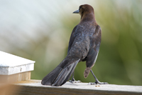 Sebastian, FL 2018-DSC-2655, Boat-tailed Grackle