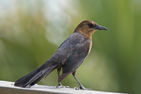 Sebastian, FL 2018-DSC-2662, Boat-tailed Grackle