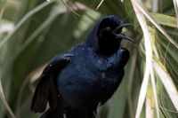 Sebastian, FL 2018-DSC-2672, Boat-tailed Grackle