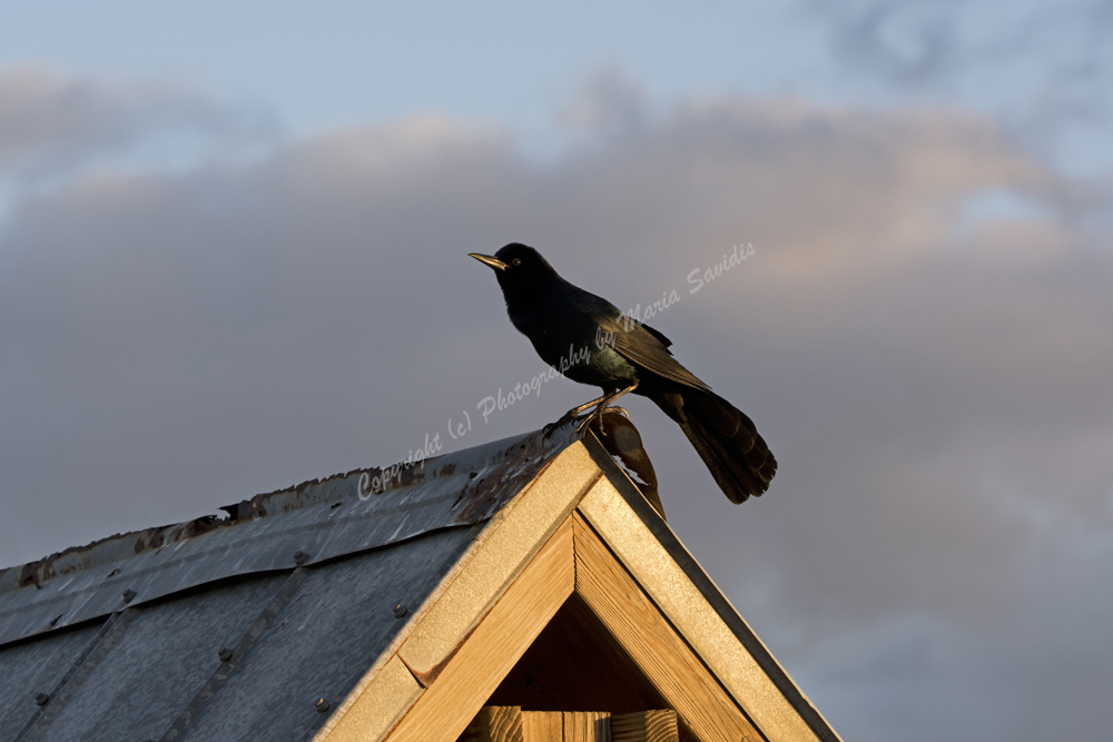 Boat-tailed Grackle