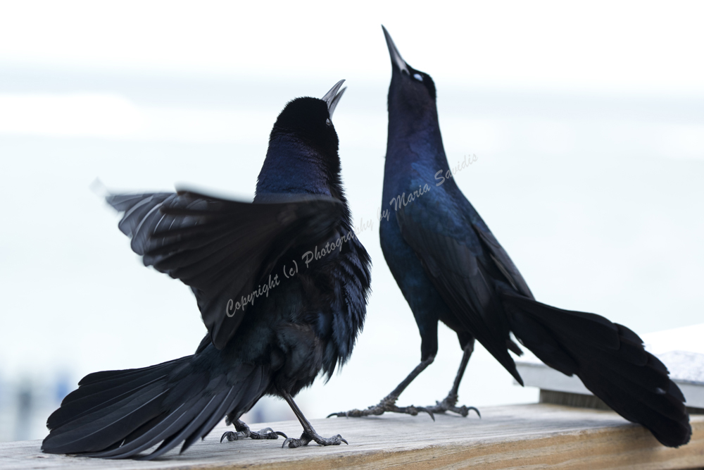 Boat-tailed Grackle