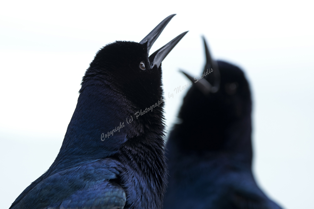 Boat-tailed Grackle