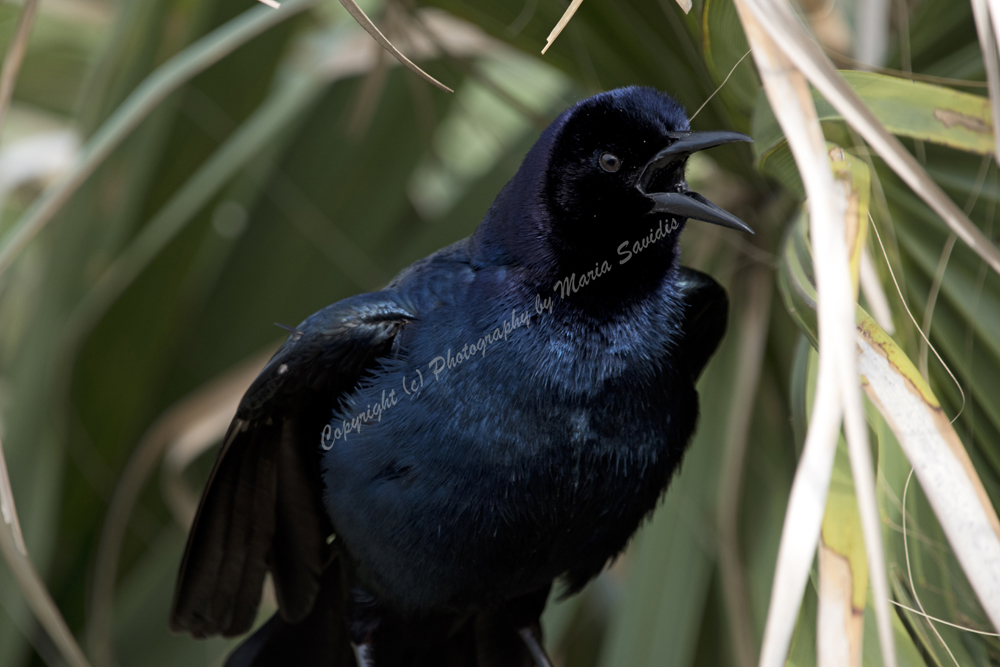 Boat-tailed Grackle