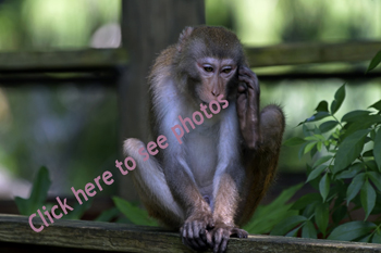 Click here to see photographs of the Rhesus Macaque