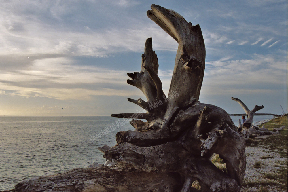 Zachary Park, Key West Florida 2004-143159-26-23