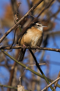 Conowingo Dam, Maryland 2017-8DS-8603, Carolina Wren