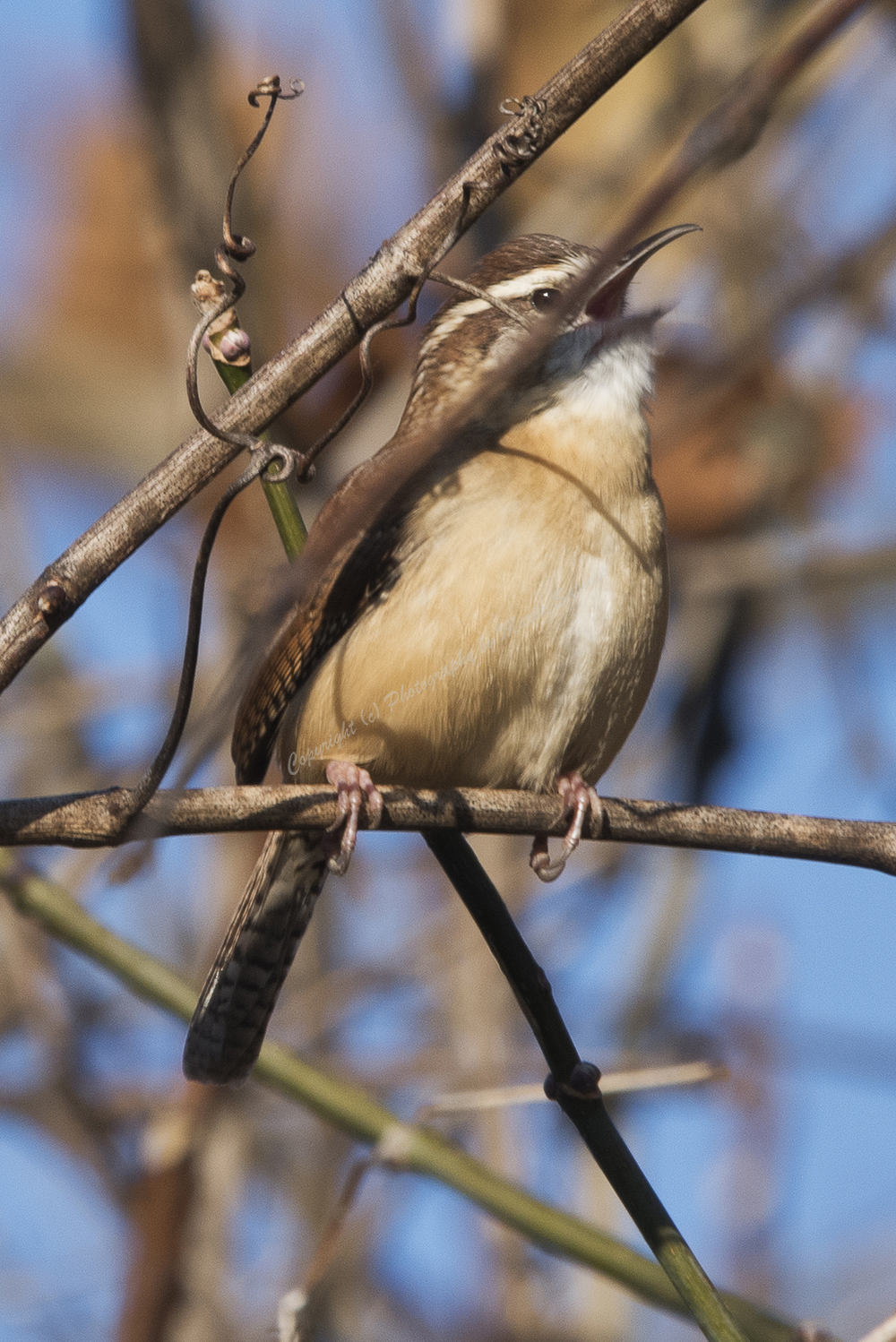 Carolina Wren, Conowingo Dam, Maryland, 2017