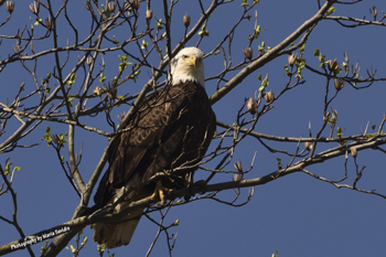 Photographs of Maryland