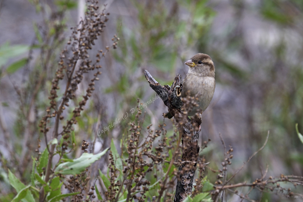 House Sparrow