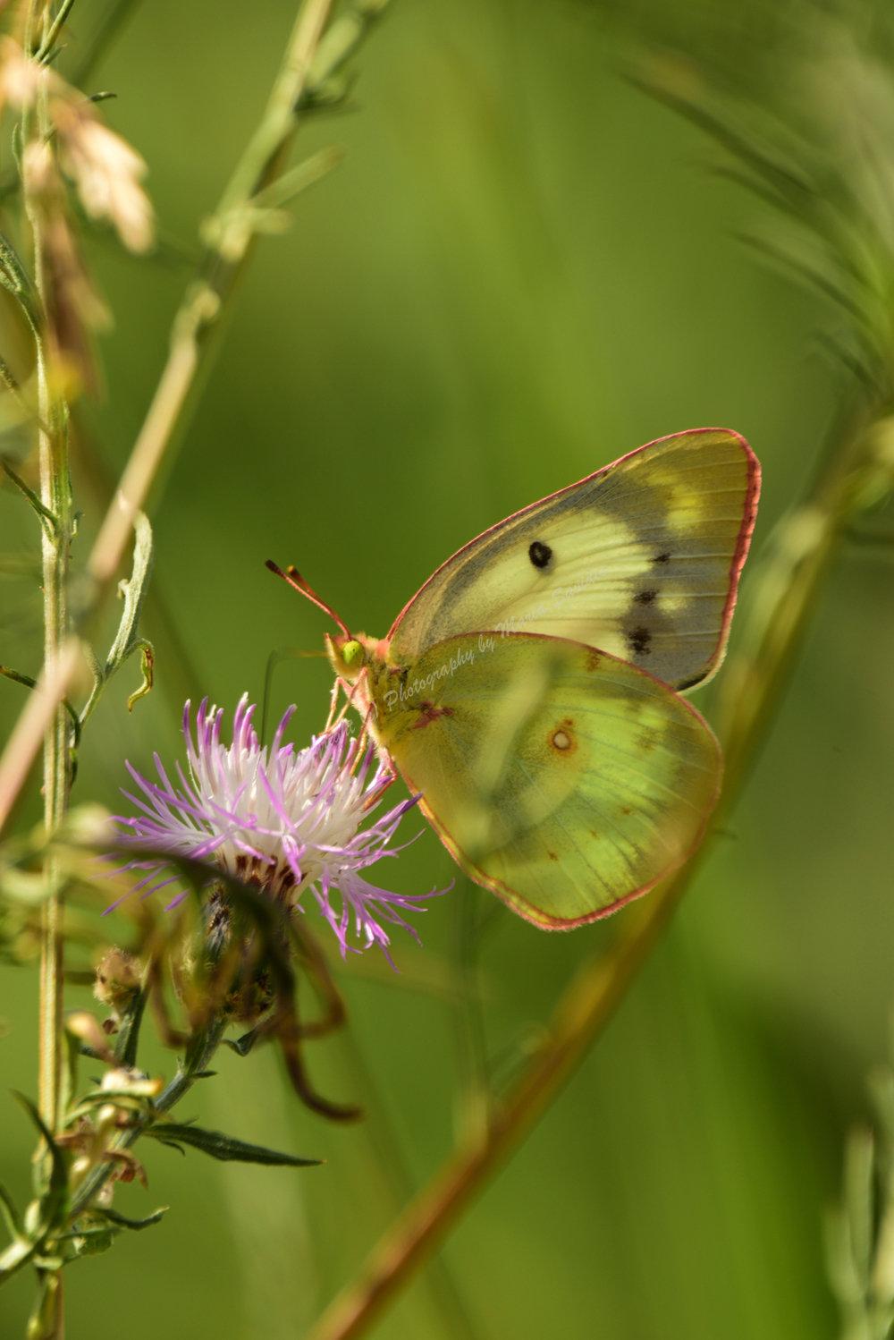 Butterfly