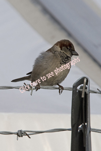 Bayonne, NJ 2018-8DS-1509, House Sparrow