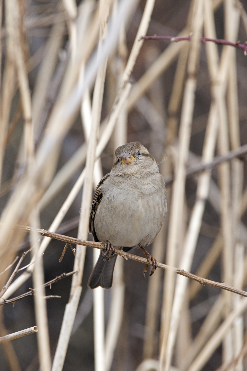 House Sparrow