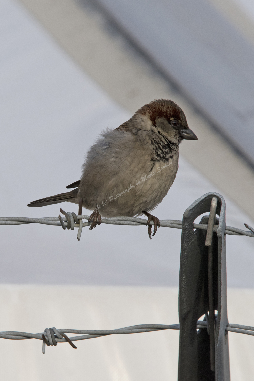 Bayonne, NJ, House Sparrow