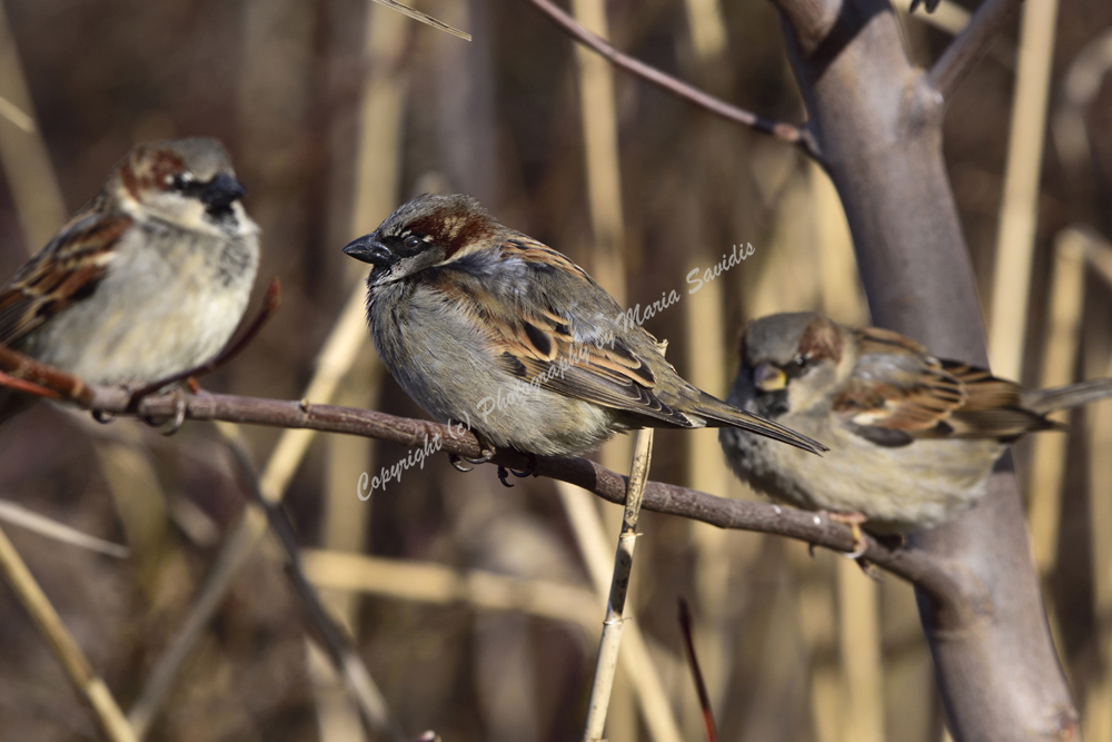 House Sparrow