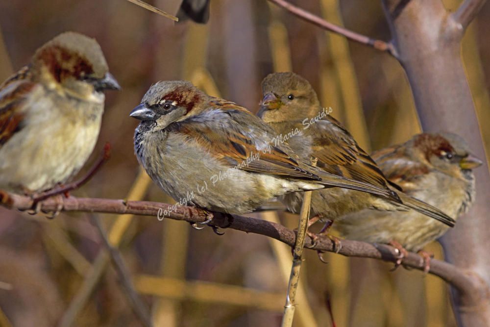 House Sparrow