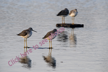 Click here to see more photographs of Yellowlegs, both Greater Yellowlegs and Lesser Yellowlegs by Maria Savidis