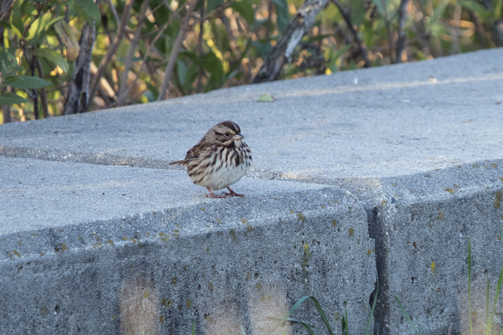 Song Sparrow