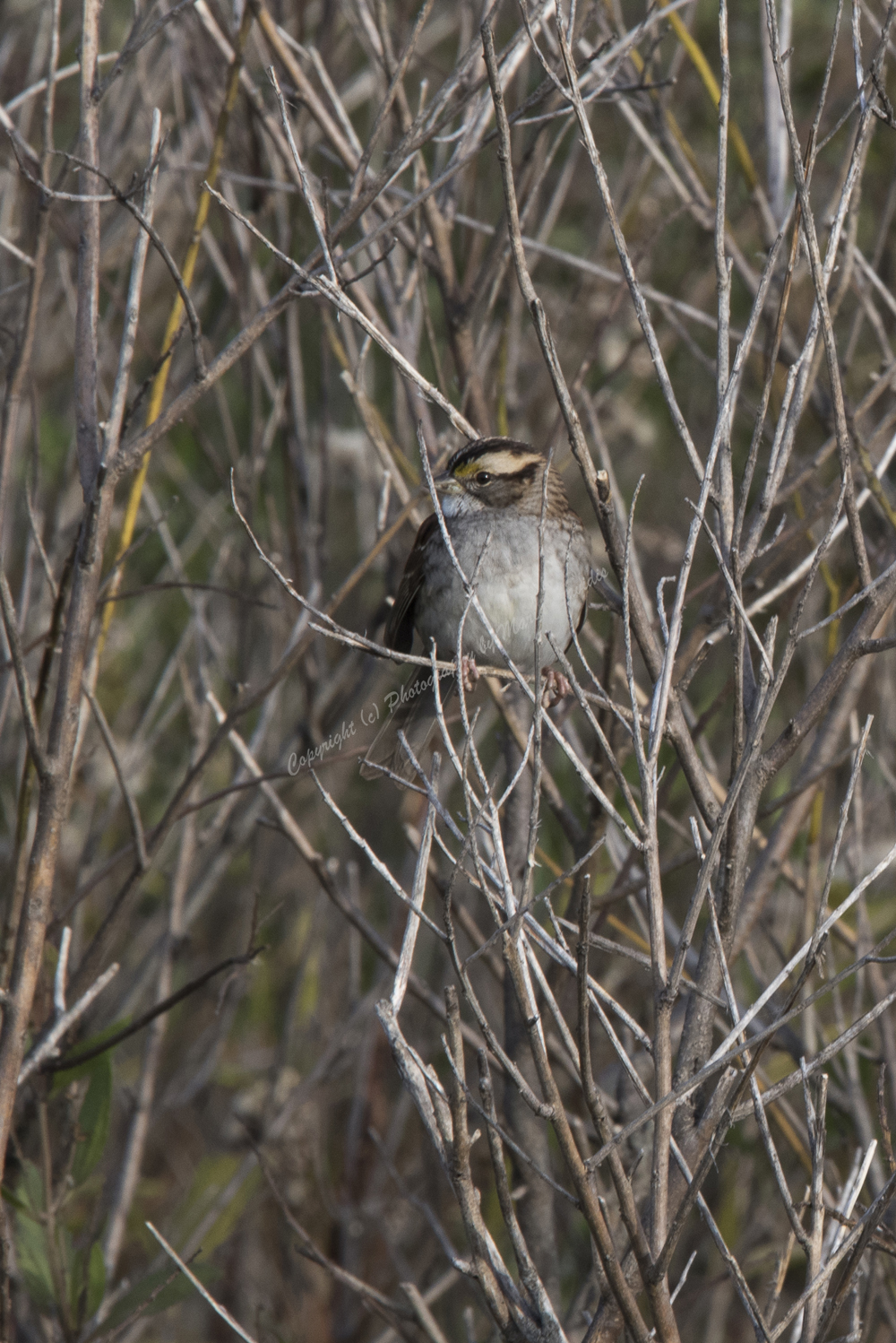 White-throated Sparrow