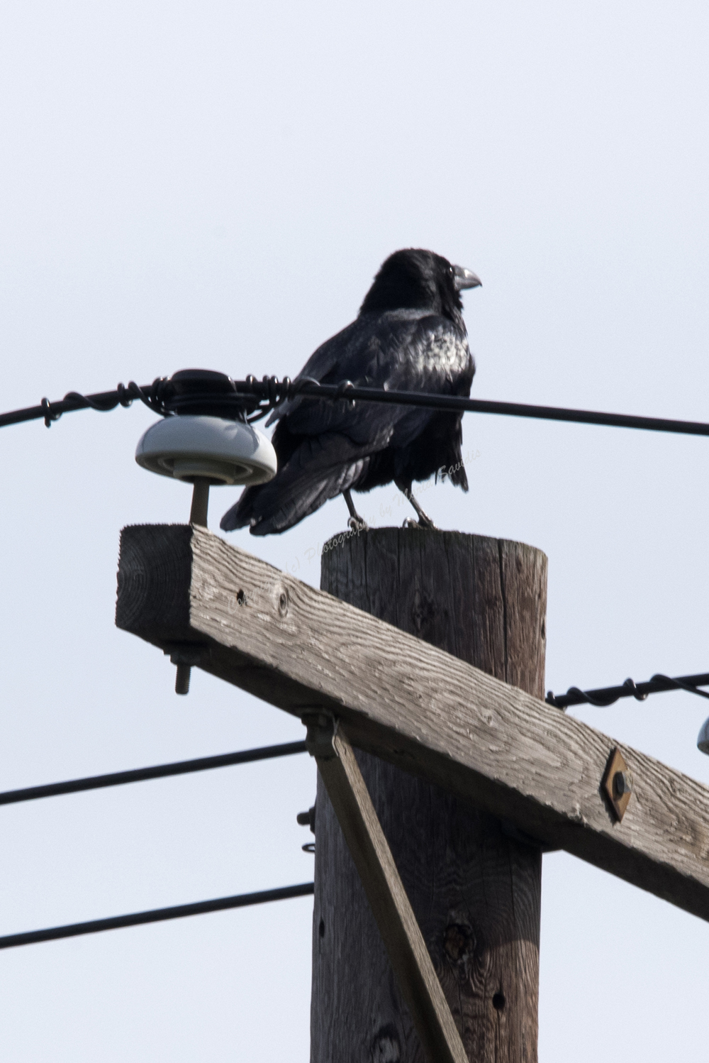 Common Raven, Bayonne, NJ