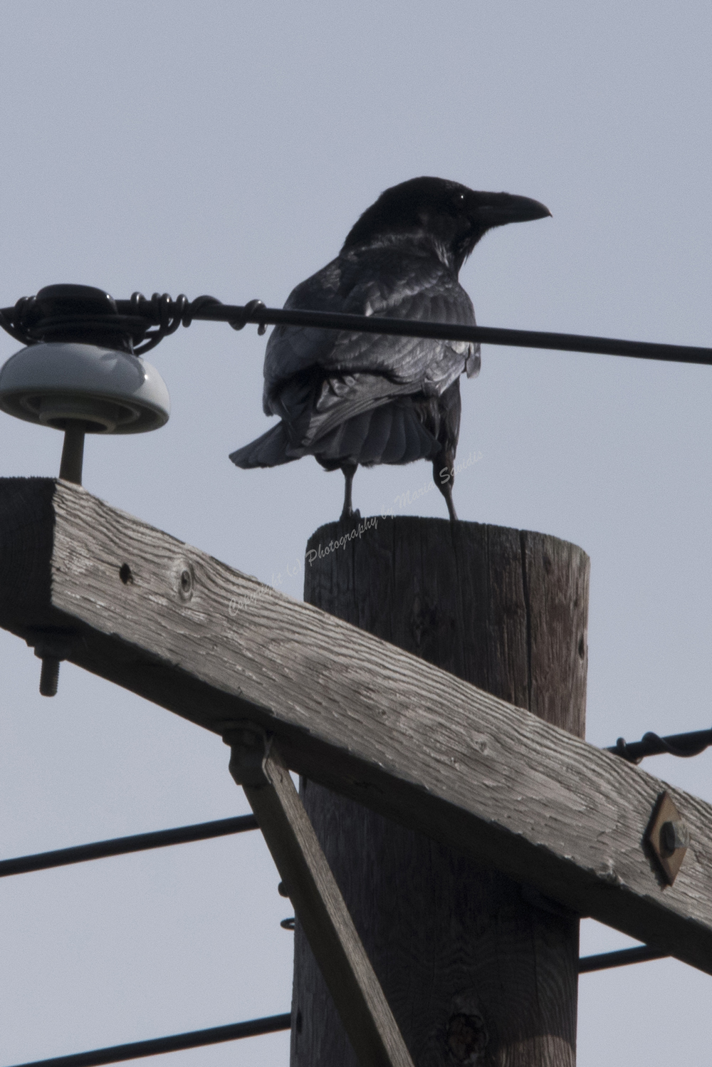 Common Raven, Bayonne, NJ