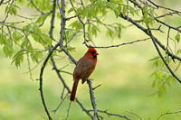 Bayonne, NJ Northern Cardinal