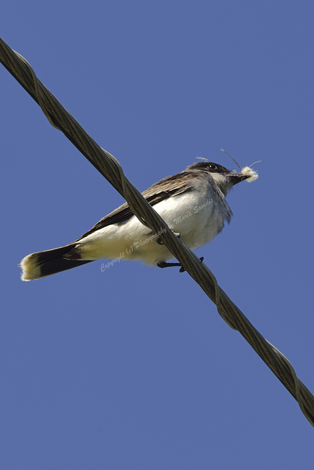 Eastern Kingbird, Bayonne, NJ June 2018