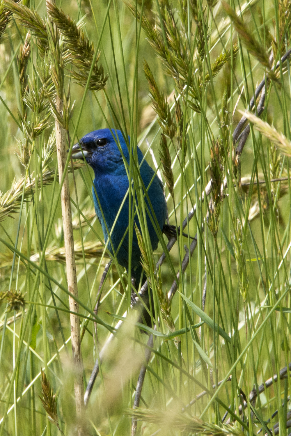 Indigo Bunting