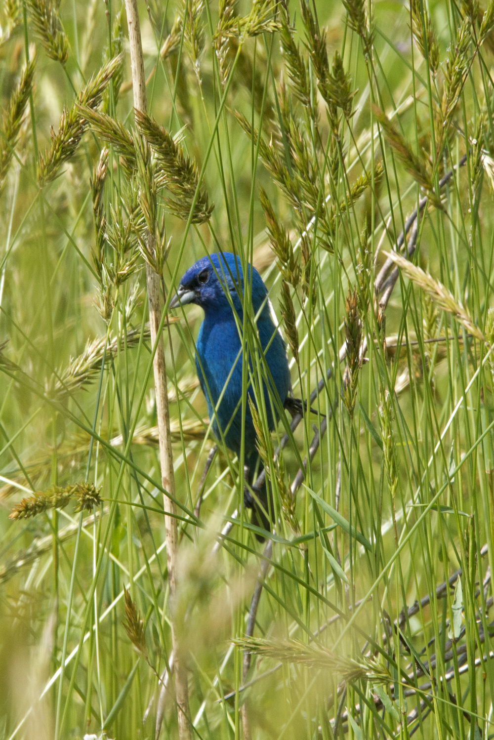 Indigo Bunting