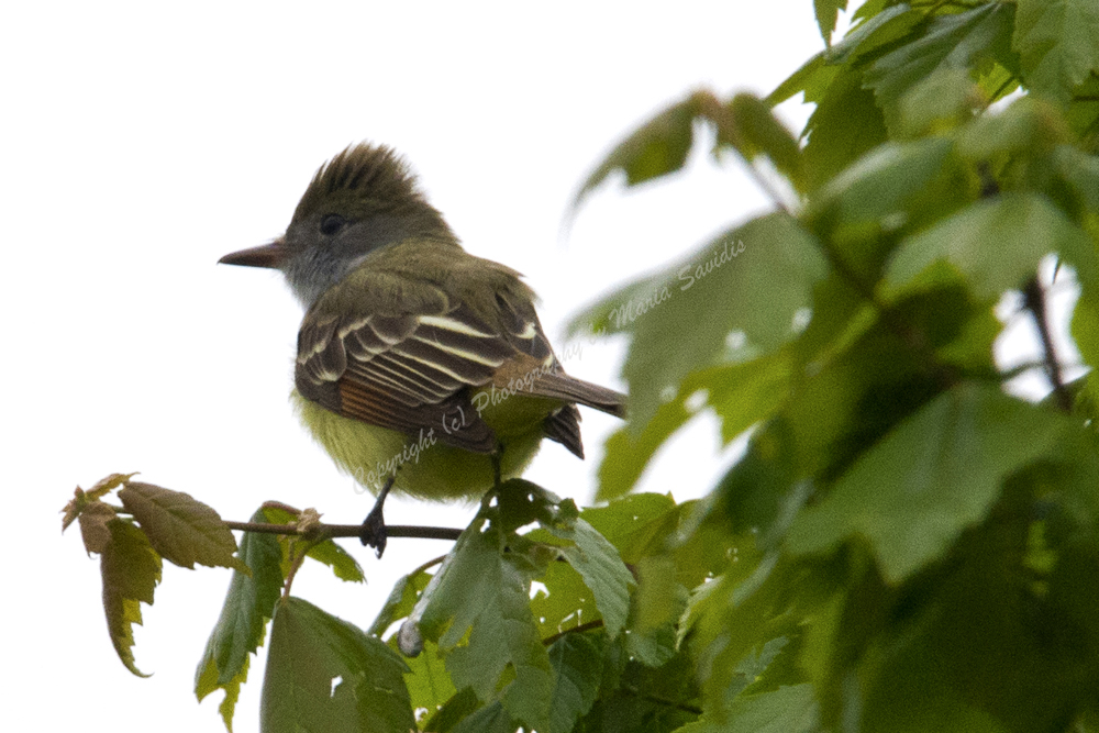 Great-crested Flycatcher, Cape May NJ May 2018