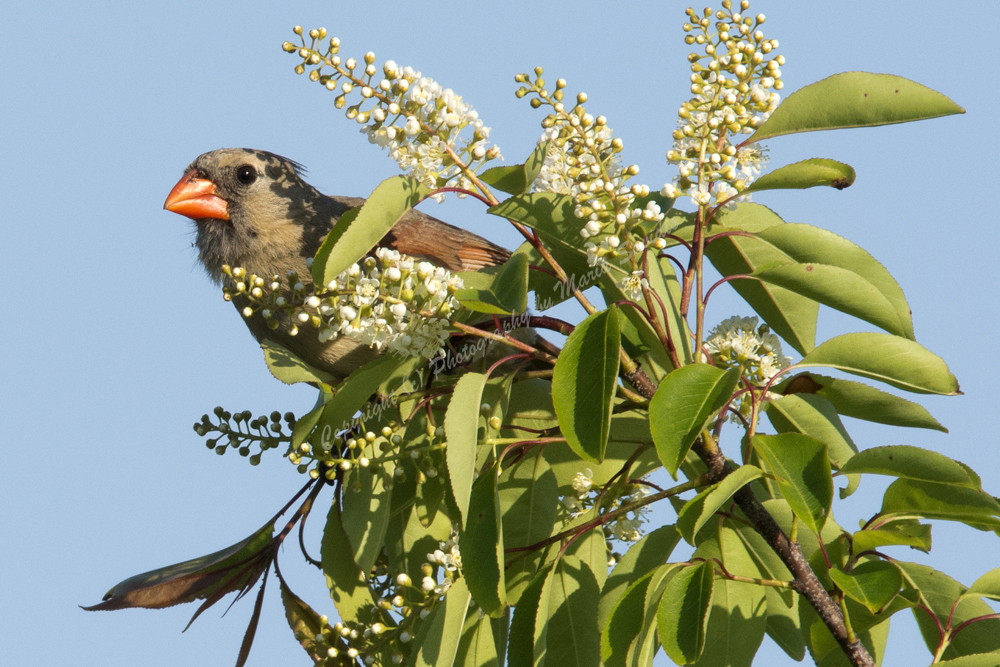 Northern Cardinal & Chickadee