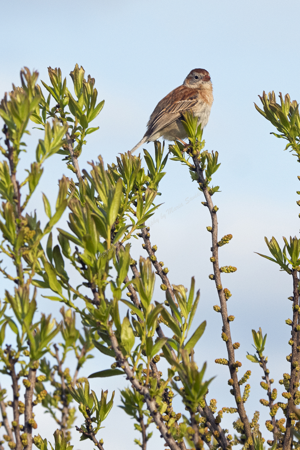Field Sparrow, Cape May, NJ May 2018