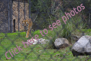 Click here to see photographs of animals that are housed at the Cape May Zoo, Cape May County, NJ