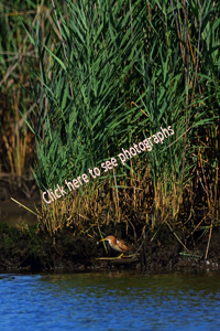 Dekorte Park, Lyndhurst, NJ July 2018-8ds-6439, Least Bittern