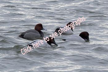 Elizabeth, NJ 2018-8DS-0720, Redhead Duck with three (3) Canvasback ducks