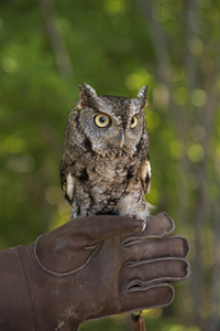 The Raptor Trust visits Unique Photo in Fairfield,  2017-8ds-2223, Eastern Screech Owl