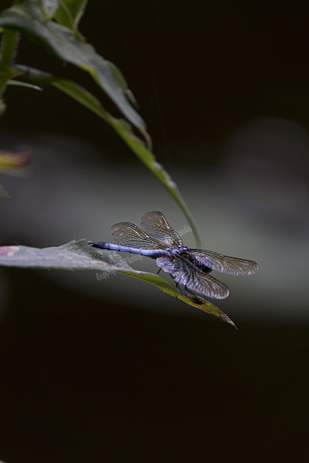 Dragonfly