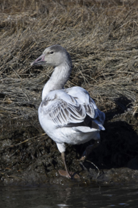 Forsythe National Refuge, Smithville, NJ 2020-d85-2345 Snow Goose