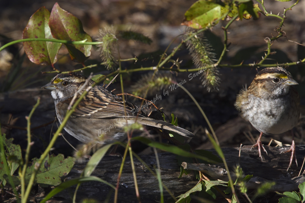 Edwin B Forsythe National Wildlife Refuge, Smithville, NJ 2018 White-throated Sparrow
