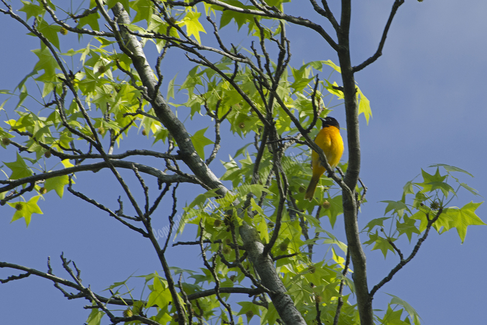 Garret Mountain Reservation, NJ, Baltimore Oriole