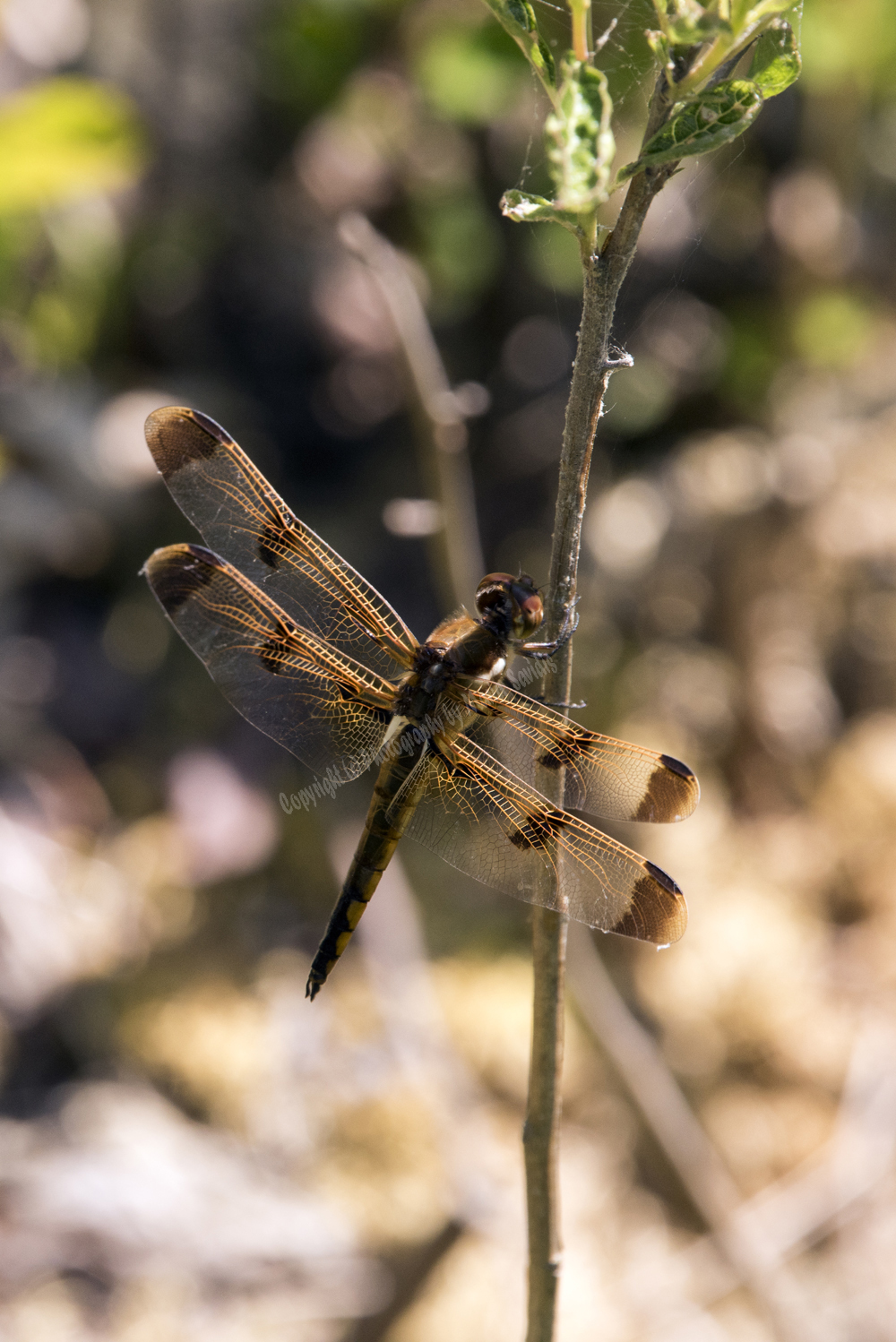 Dragonfly